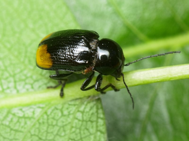 Cryptocephalus (Cryptocephalus) biguttatus (Scopoli, 1763)